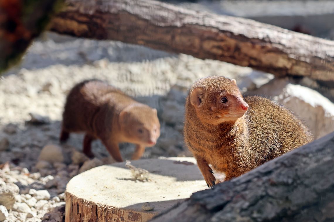 Mangusteczki karłowate - nowi, niezwykle ciekawi lokatorzy gdańskiego zoo
