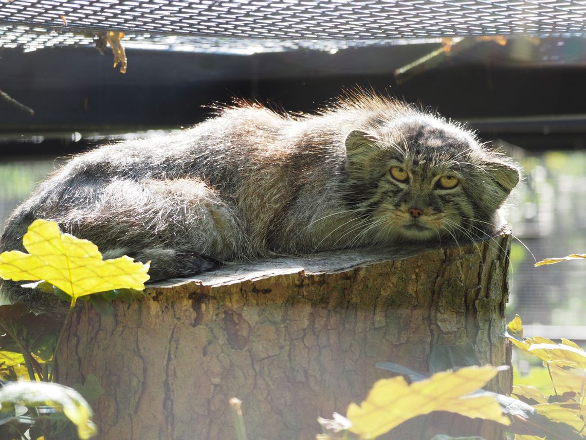 Manul stepowy, zoo Gdańsk