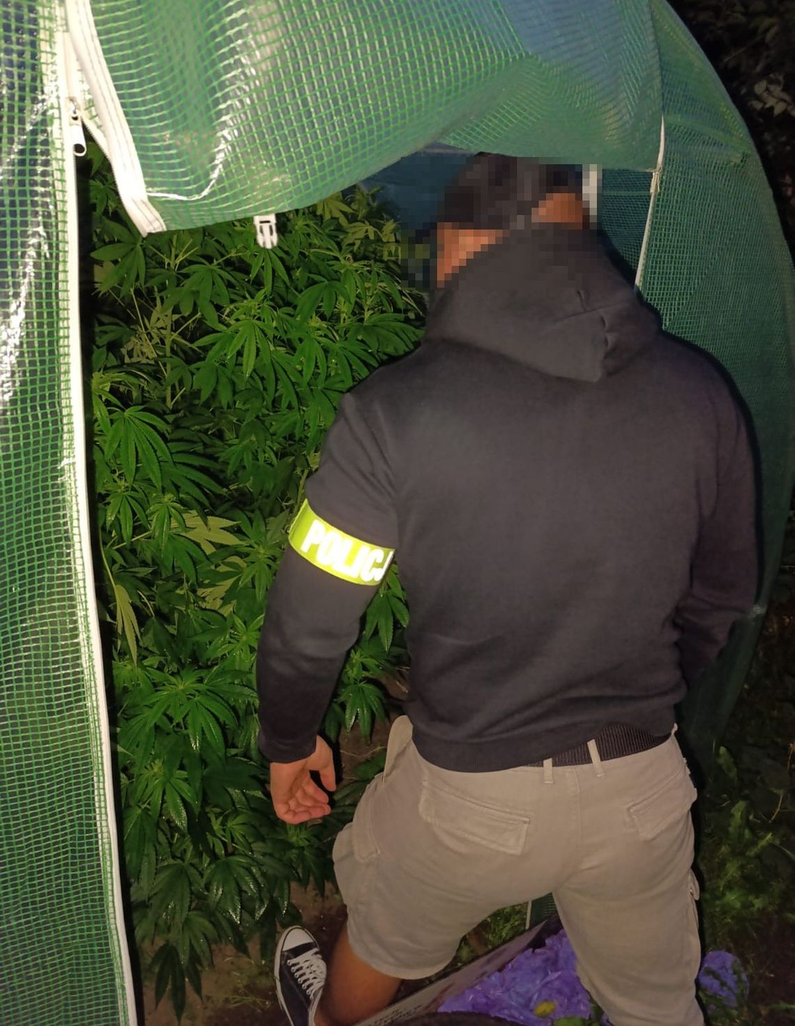 Gdańsk: Marihuanę uprawiali na ogródkach działkowych. Dwóch zatrzymanych