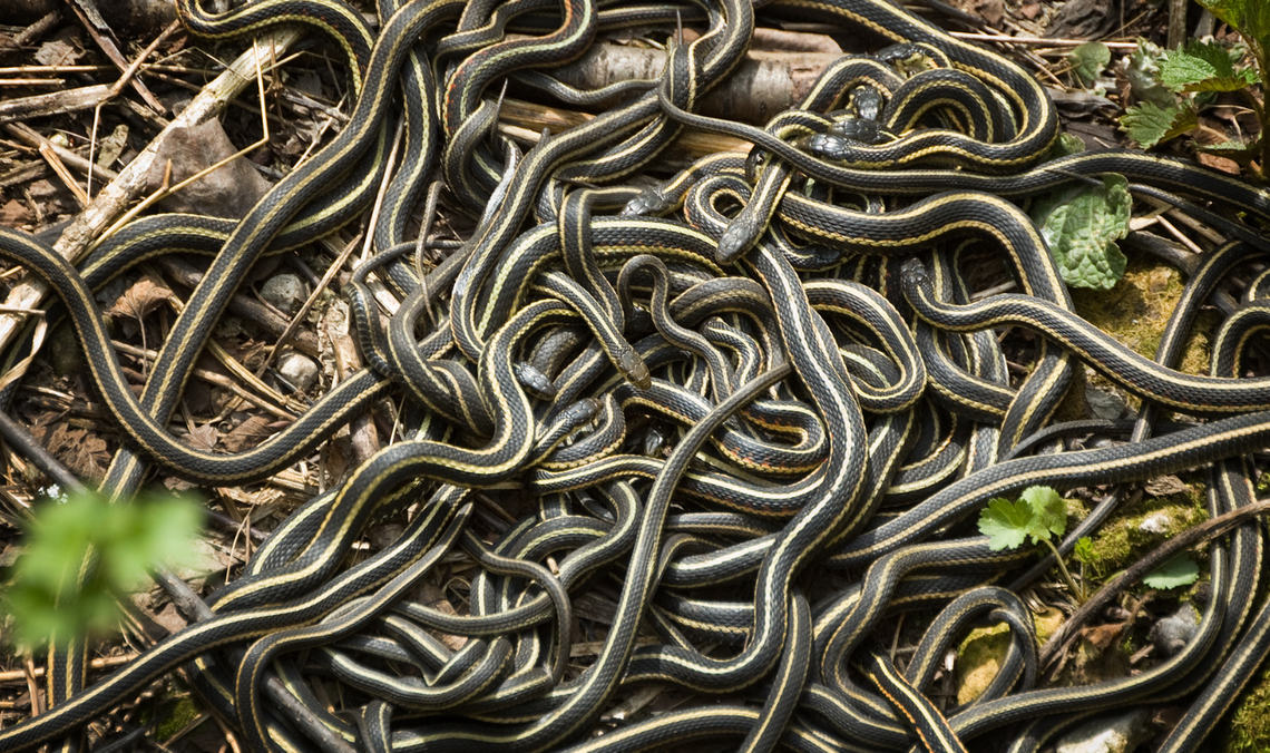 Martwe węże na peronie w Malborku? Policja bada tajemnicze zgłoszenie Martwe węże na peronie w Malborku? Policja bada tajemnicze zgłoszenie