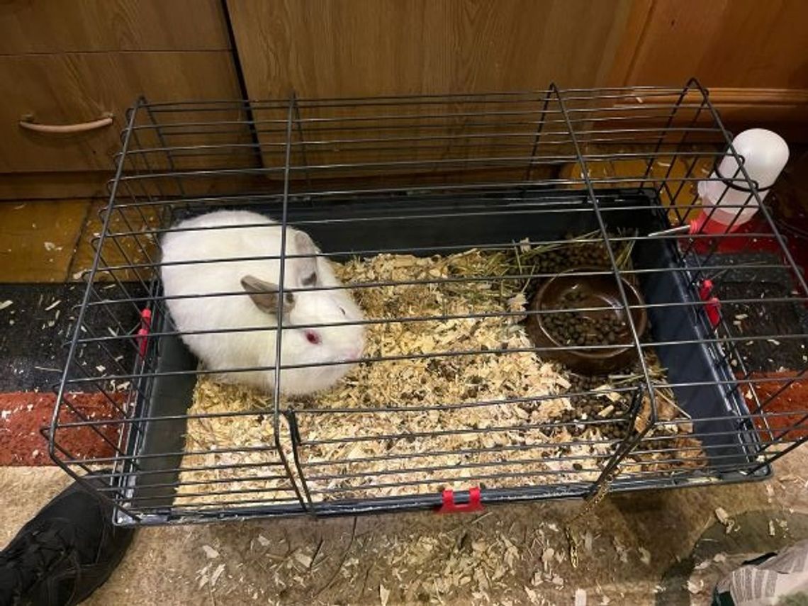 Mieszkaniec Gdyni głodził kota i królika. Interweniowała policja