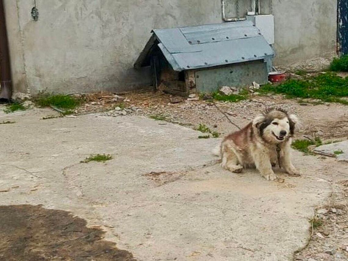 Znęcał się nad psem. Mieszkańcowi pow. wejherowskiego grożą nawet 3 lata więzienia