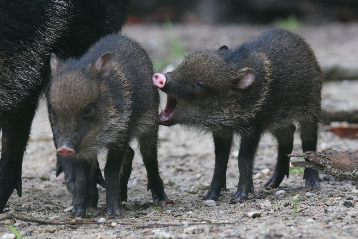Młode zwierzęta w gdańskim zoo. Wyjątkowo udany sezon rozrodczy Młode pekariowce obrożne