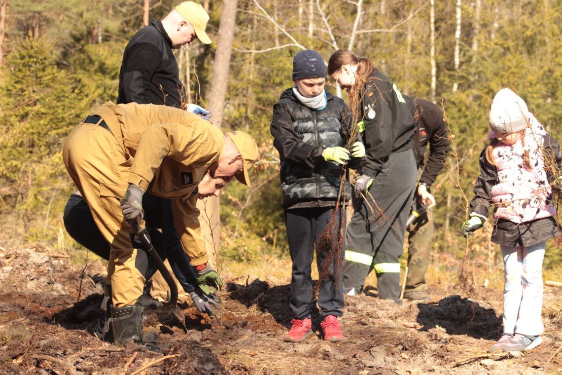 Wspólne sadzenie lasu w Bąckiej Hucie. Mieszkańcy i leśnicy połączyli siły
