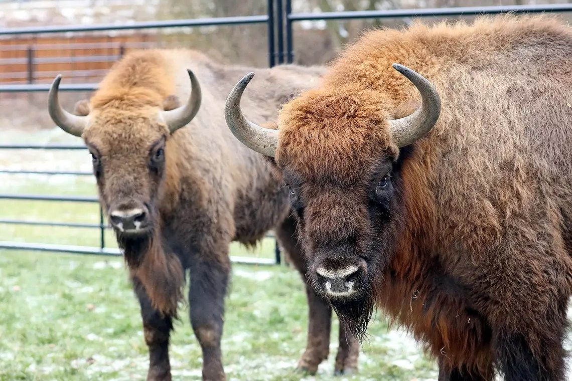 Można pomóc zwierzętom w gdańskim ZOO, wystarczy zbierać żołędzie i orzechy