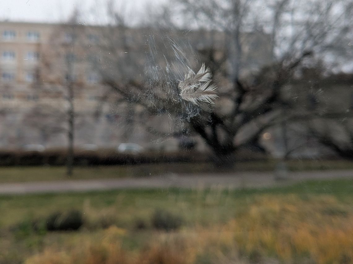 Na jednego mieszkańca Polski średnio przypada 5 ptaków. Po każdym Sylwestrze trochę mniej