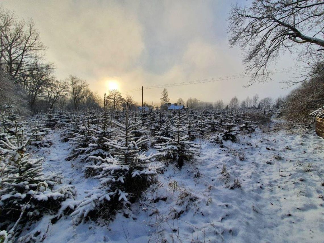 Nadleśnictwo Kartuzy zaprasza po choinki! Wybierz i sam wytnij drzewko na święta Nadleśnictwo Kartuzy zaprasza po choinki! Wybierz i sam wytnij drzewko na święta
