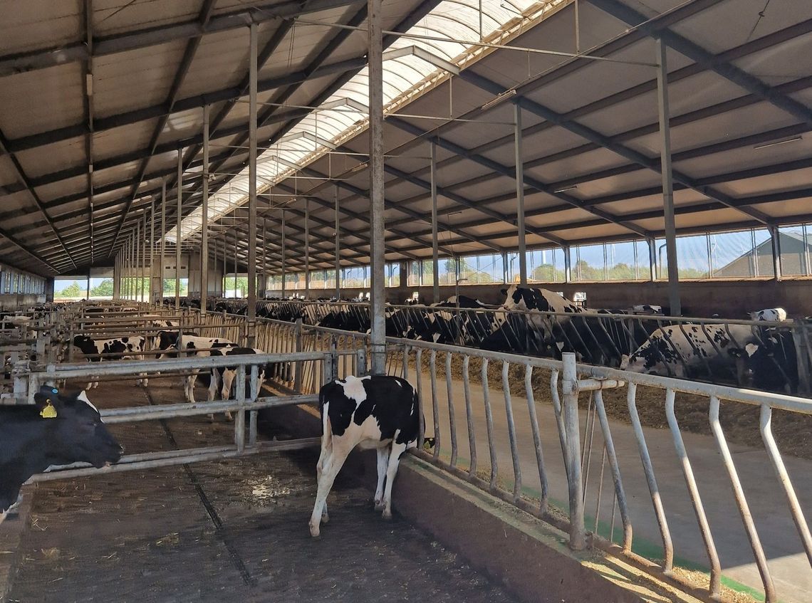Nowoczesna hodowla bydła mlecznego na Pomorzu. Cieszymowo liderem w kraju