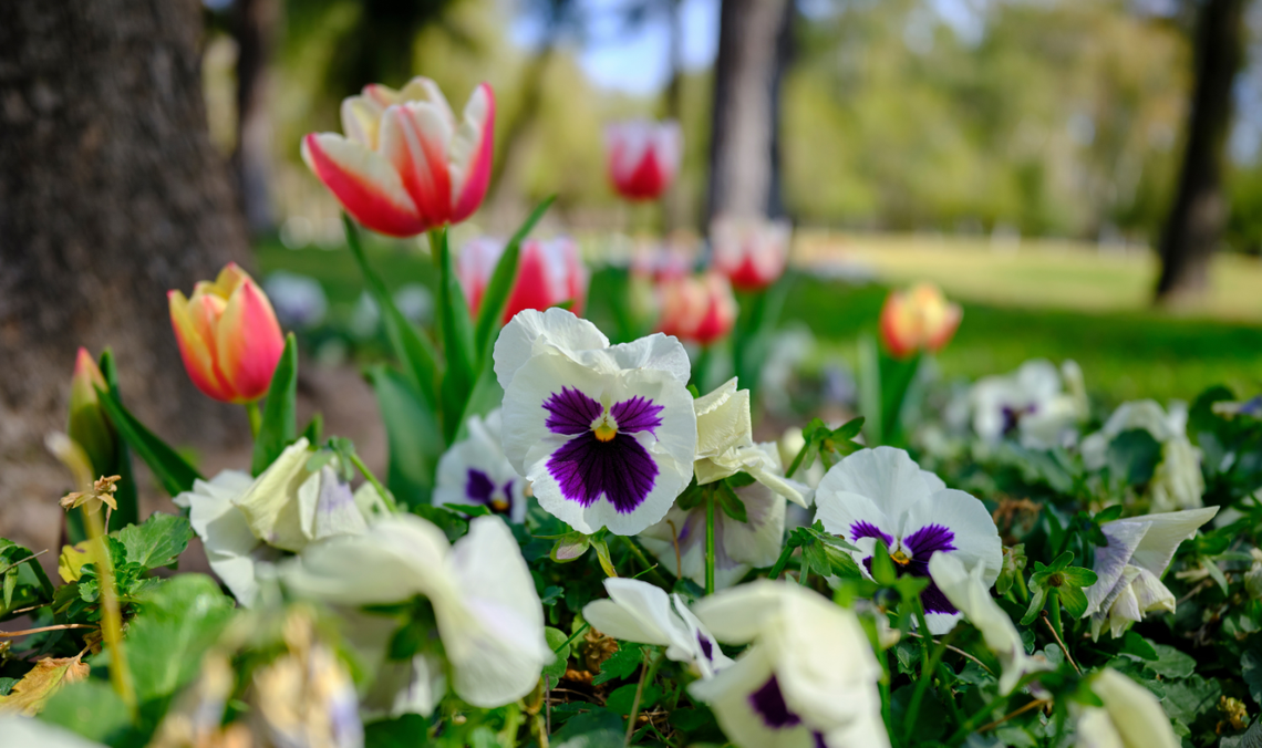 Naturalna wiosenna łąka w ogrodzie - z bratkami w roli głównej
