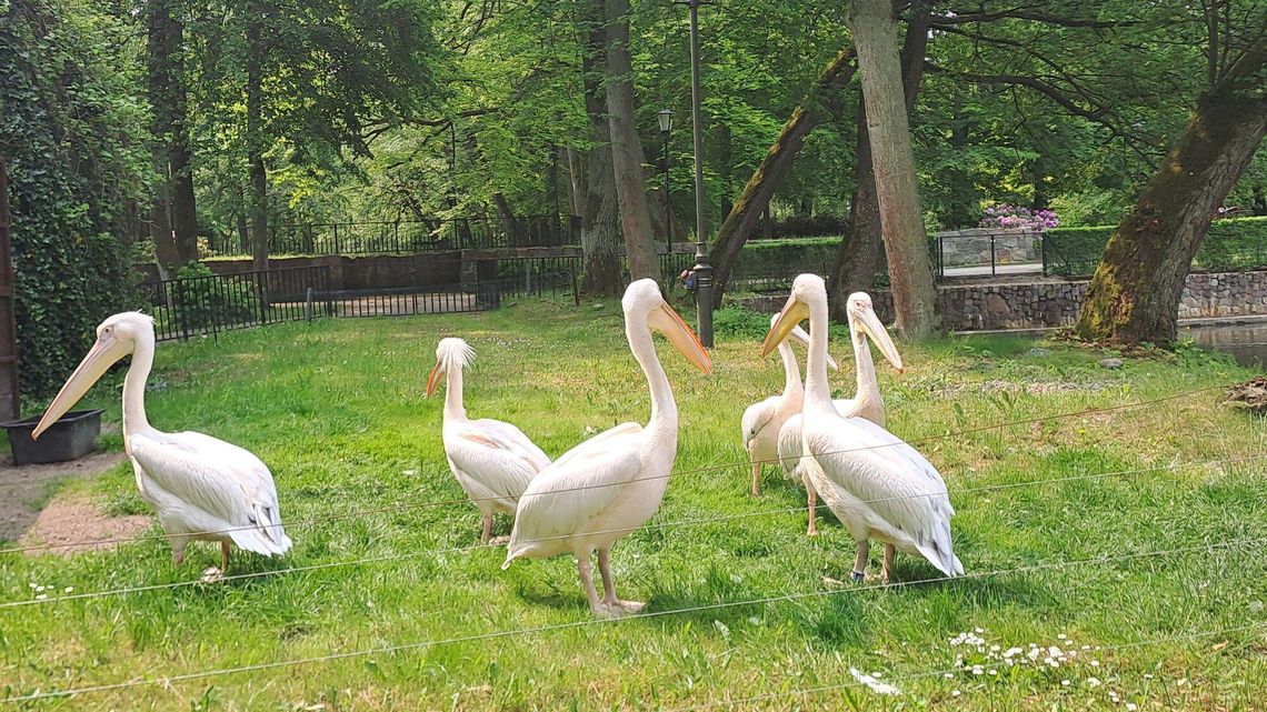 Z PERKOZEM odkrywaj parki zdrowia oraz miejsca prozdrowotne w Pomorskiem. Opłaci się! park Majkowskiego w Wejherowie