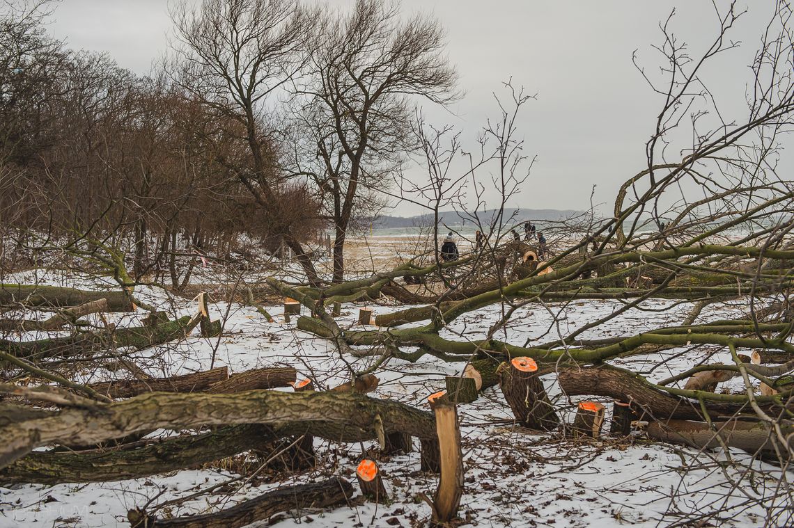 Nie ma sprawcy wycinki drzew w Jelitkowie. Śledztwo umorzone