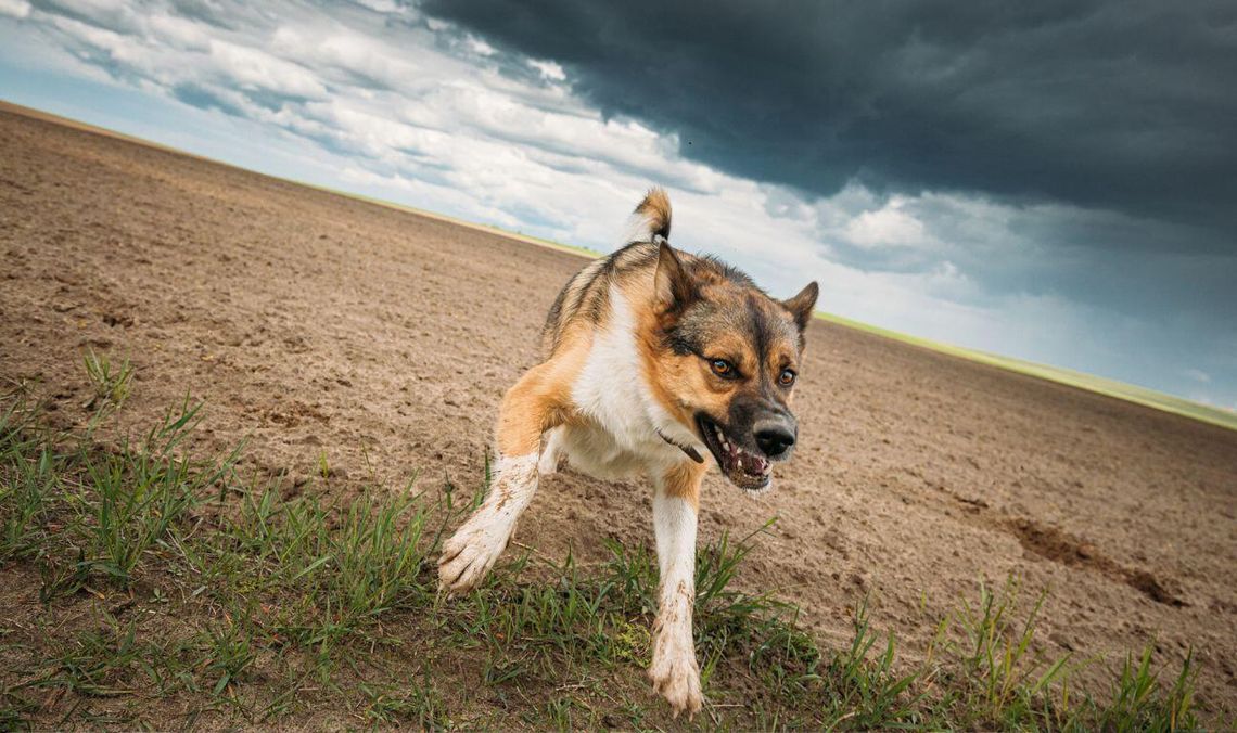 Nie szczepisz psa przeciw wściekliźnie? Policja może zapukać do drzwi