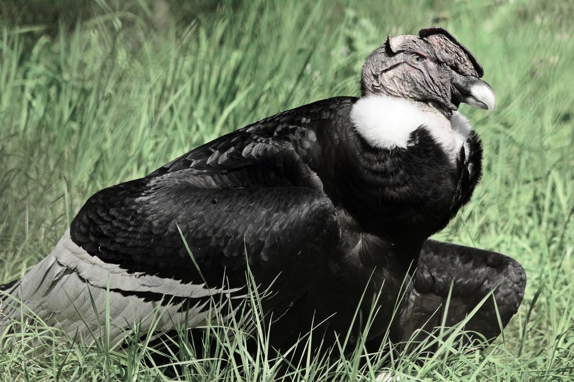 ZOO Gdańsk, Gdańsk, kondor Kacper