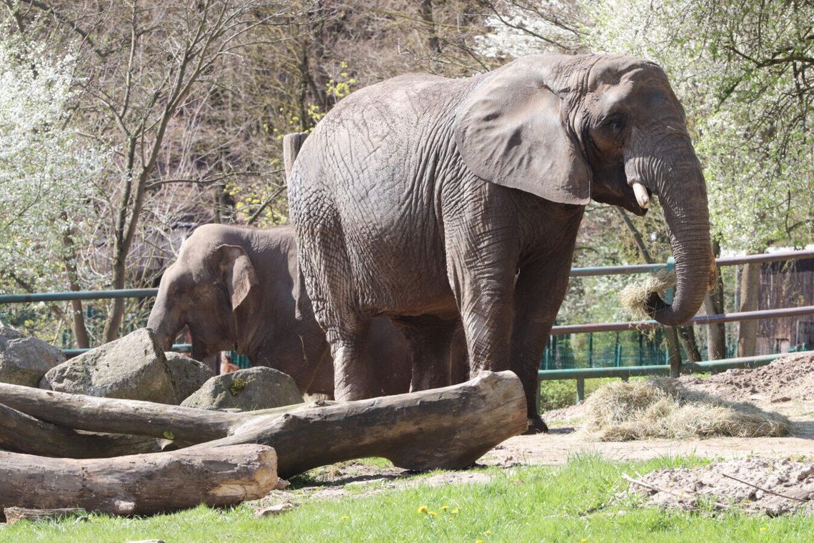 Nie żyje Katka, jedna z najstarszych mieszkanek gdańskiego zoo. Miała 56 lat Nie żyje Katka, jedna z najstarszych mieszkanek gdańskiego zoo. Miała 56 lat