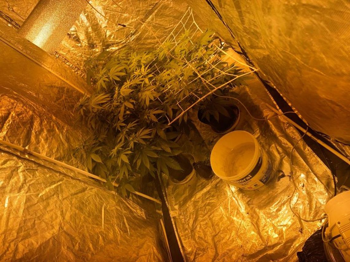 Nielegalna plantacja konopi w gminie Człuchów. 22-latek przyznał się do winy Nielegalna plantacja konopi w gminie Człuchów. 22-latek przyznał się do winy