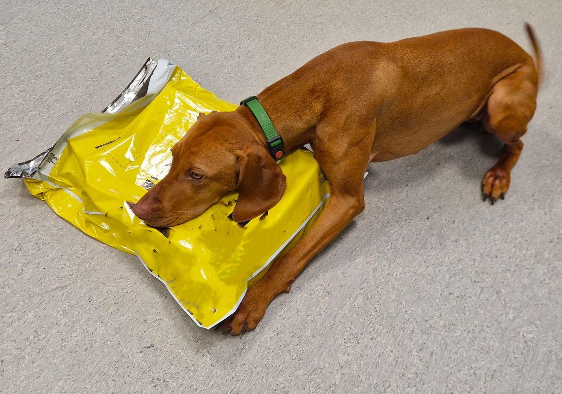 Nos Flary nie zawiódł. Pomorska KAS odnalazła amfetaminę w jednej z przesyłek kurierskich Flara i paczka z narkotykami