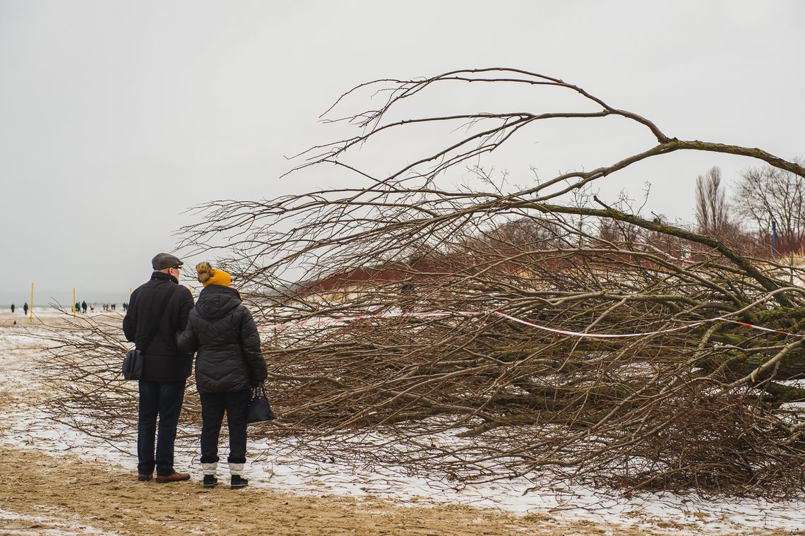 Nowe nasadzenia w miejscu nielegalnej wycinki 55 drzew? Tego chcą radni KO z Gdańska