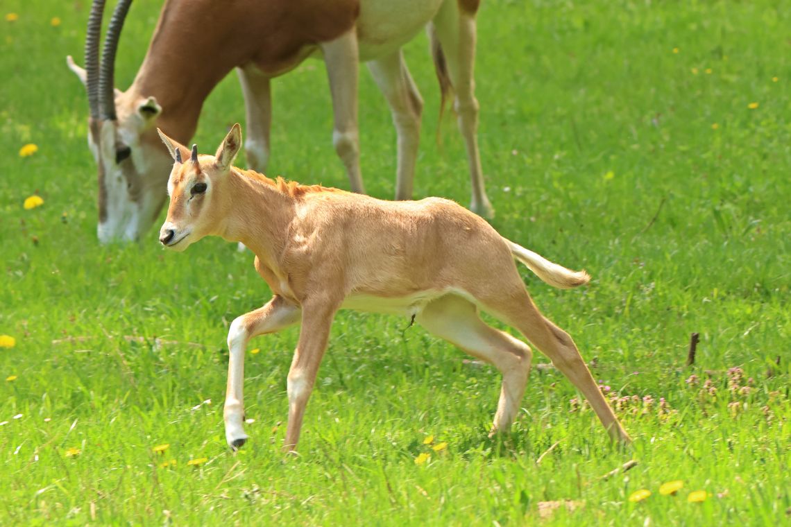 Nowi mieszkańcy gdańskiego zoo. Urodziły się zebry i oryks szablorogi Nowi mieszkańcy gdańskiego zoo. Urodziły się zebry i oryks szablorogi