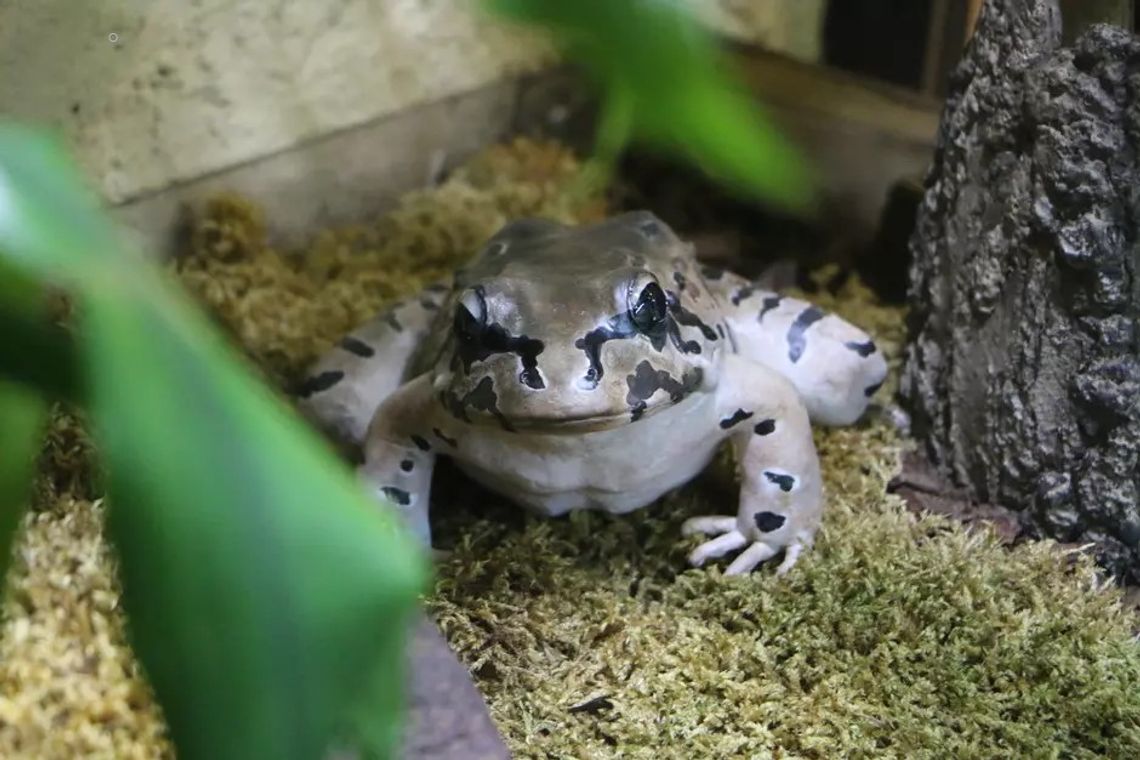 żaba gigant, górski kurczak, zoo Gdańsk