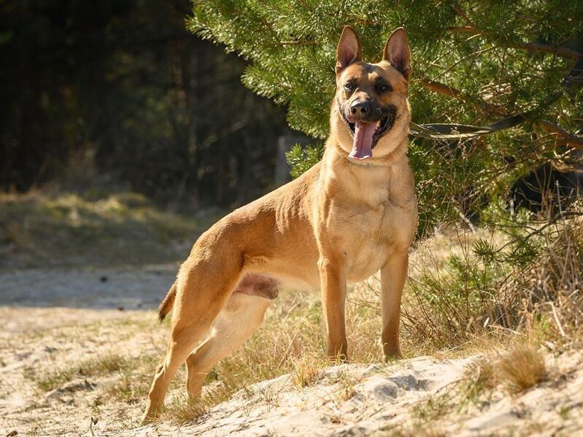 Nowy funkcjonariusz na czterech łapach. Scooby zasilił lęborską policję Scooby, nowy pies służbowy lęborskiej policji