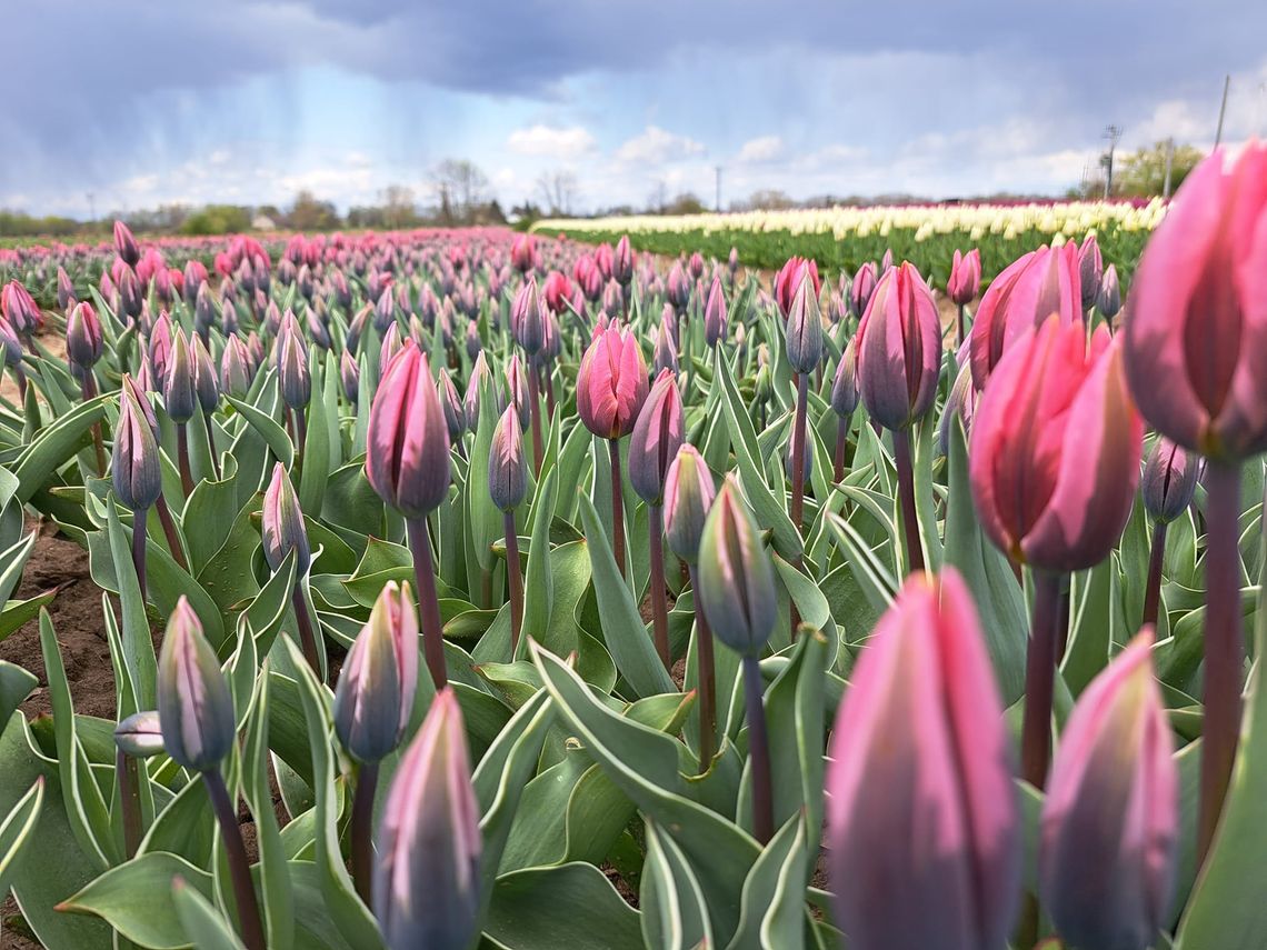 O Rany, Tulipany! Kwiatowe szaleństwo w Cedrach Wielkich
