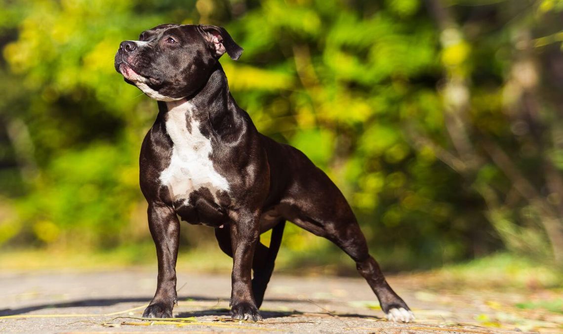 american staffordshire terrier
