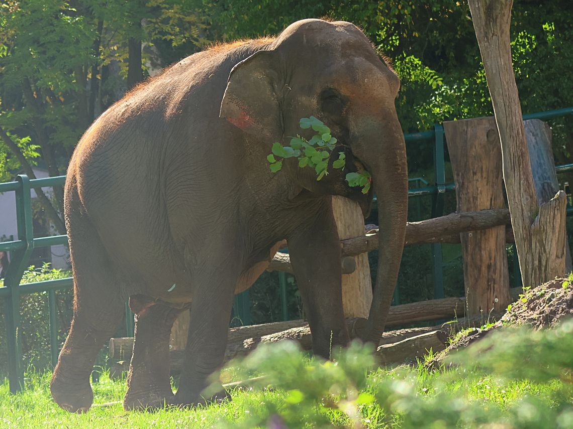 Oliwa żegna słonicę po 20 latach. Wiki wyruszy do Francji, by nie była samotna Słonica Wiki w ZOO Gdańsk