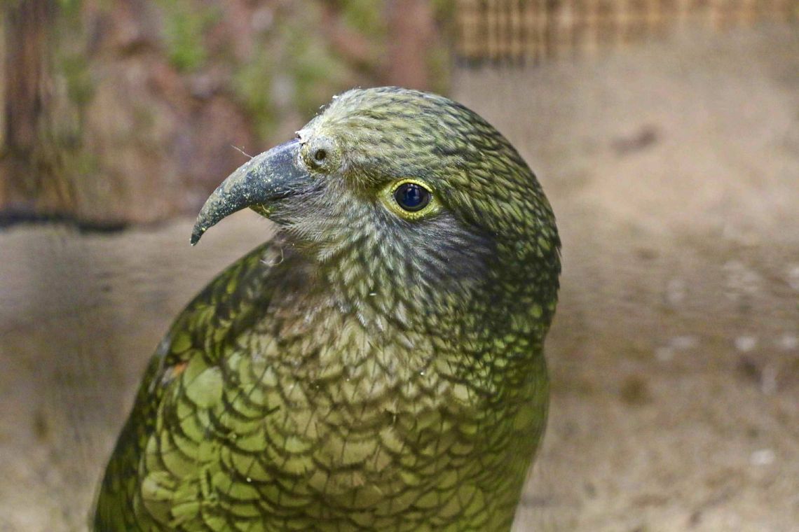 Papugi kea w gdańskim zoo. To jedne z najinteligentniejszych ptaków świata! Papugi kea w gdańskim zoo. To jedne z najinteligentniejszych ptaków świata!