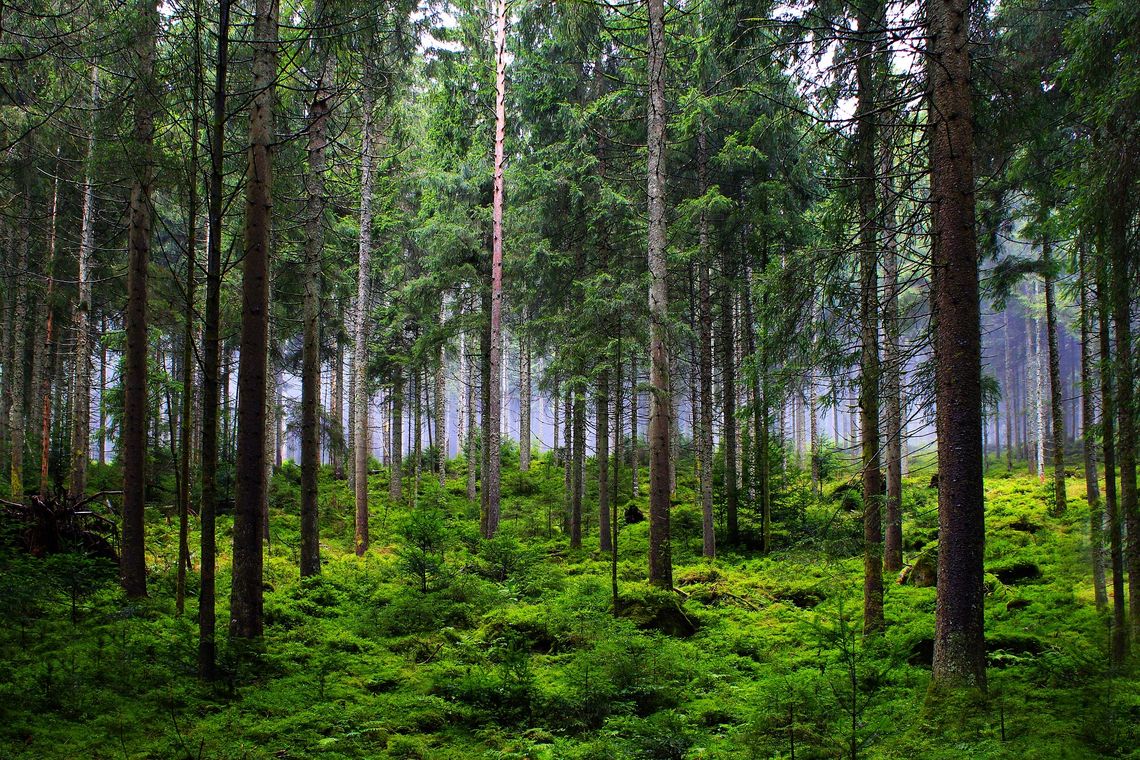 Park narodowy – z czym się wiąże jego utworzenie? Wokół dyskusji o powołaniu Kaszubskiego Parku Narodowego