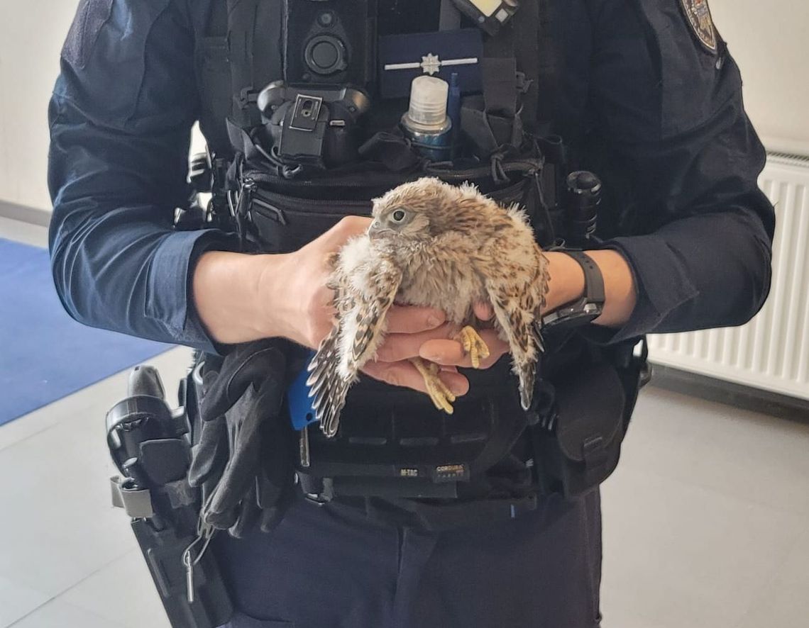 Pisklę pustułki z urazem skrzydła znaleźli policjanci. Ptak trafił już do lecznicy