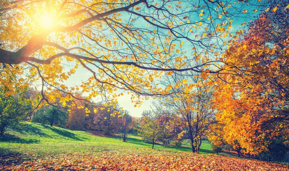 Po deszczach kilka słonecznych dni przed nami. Będzie można zobaczyć kometę Lemmon Po deszczach kilka słonecznych dni przed nami. Będzie można zobaczyć kometę Lemmon