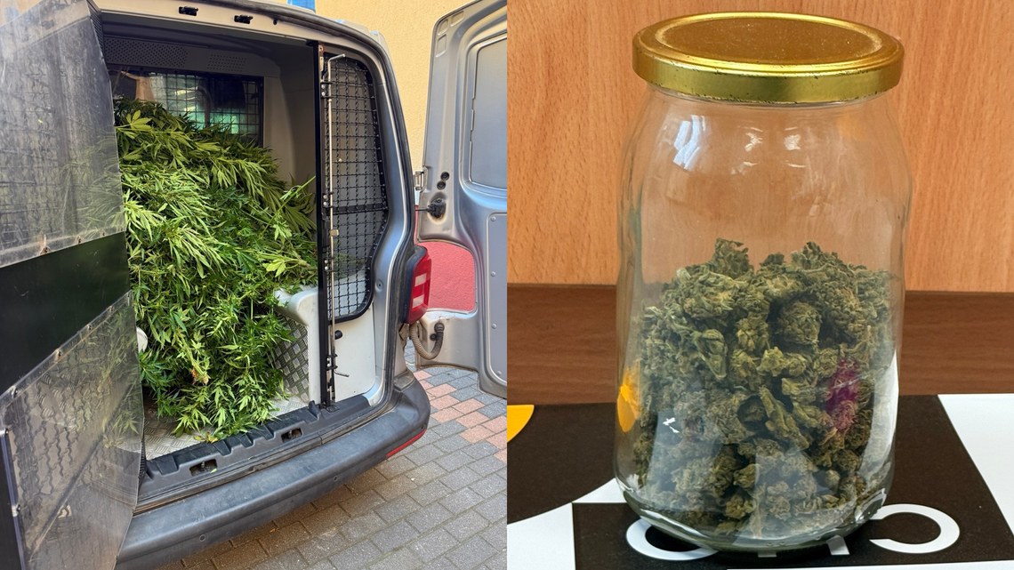 Pod Pruszczem zlikwidowano plantację marihuany. Dwóch mężczyzn zatrzymanych Pod Pruszczem zlikwidowano plantację marihuany. Dwóch mężczyzn zatrzymanych