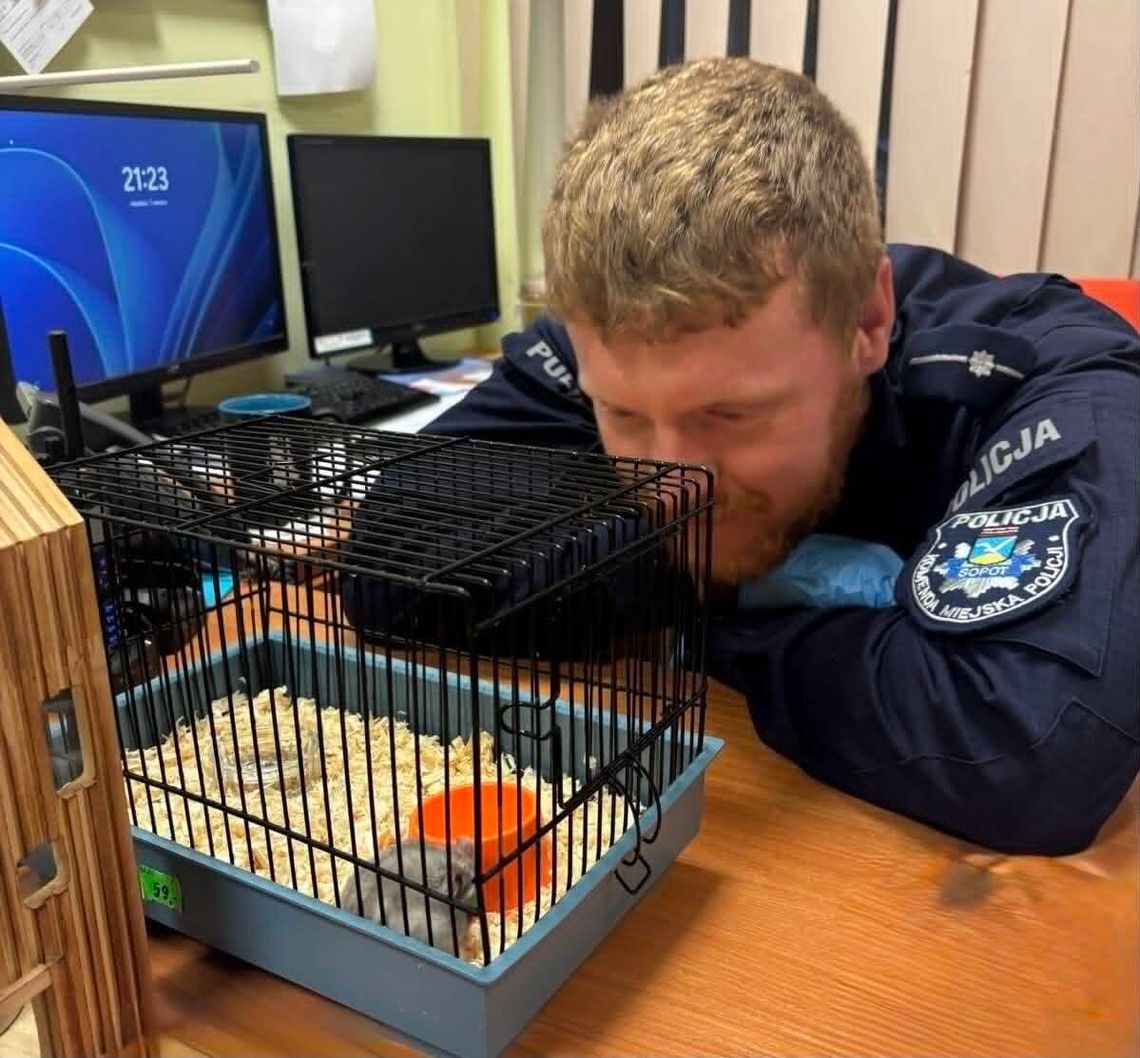 Podczas interwencji znaleźli... klatkę z chomikiem. Policjant chce go adoptować Sopot: Podczas interwencji policjanci znaleźli... klatkę z chomikiem