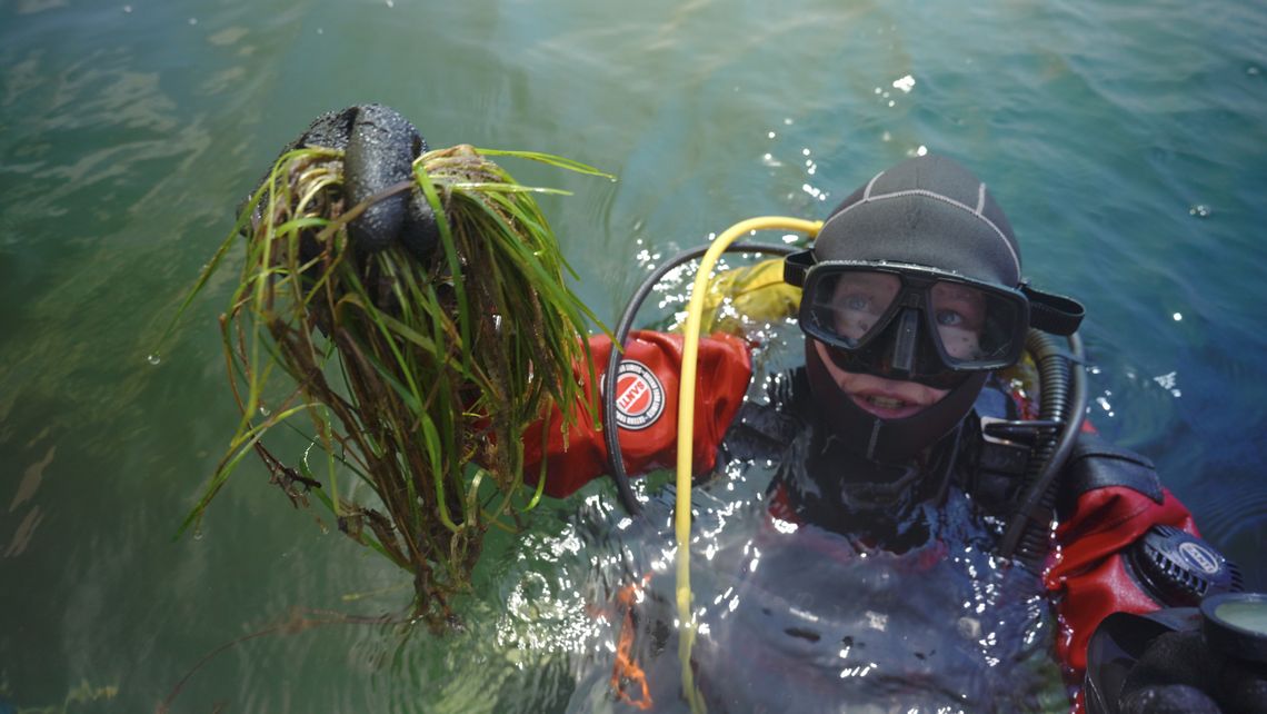 Odbudowa podwodnych łąk w Zatoce Puckiej. Naukowcy sadzą roślinność na dnie Bałtyku