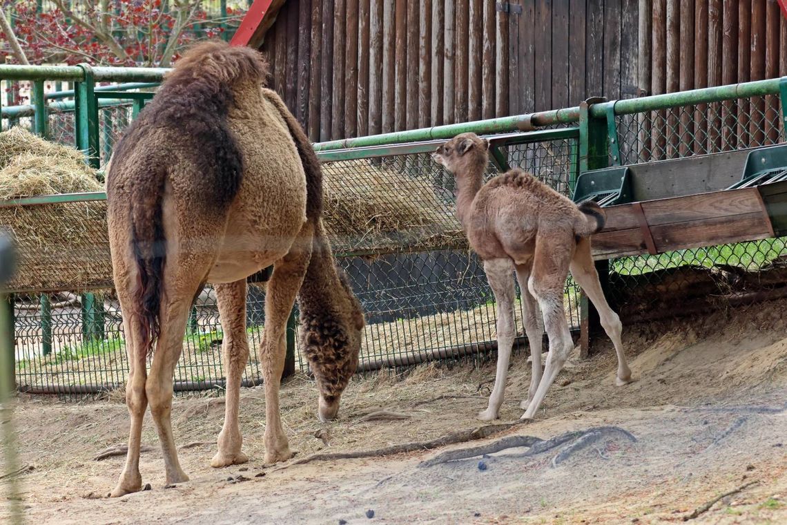 Podwójne wiosenne narodziny w gdańskim zoo. Na świat przyszły wiełbłądy jednogarbne Podwójne wiosenne narodziny wielbłądów w gdańskim zoo