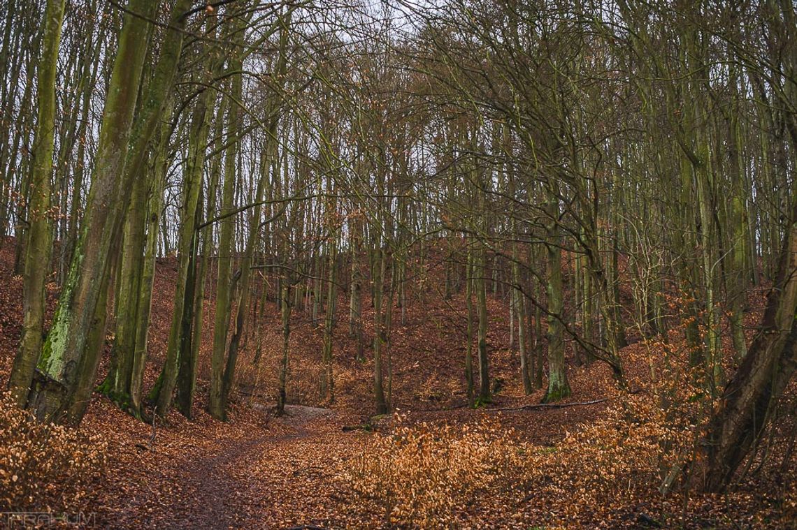 las, ul. Polanki, Gdańsk, Trójmiejski Park Krajobrazowy