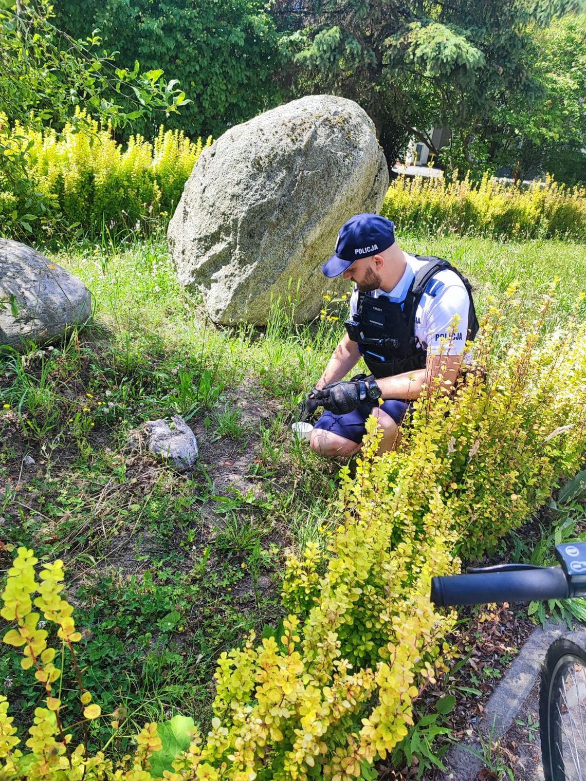 Policjanci z Sopotu zaopiekowali się ranną mewą. Ptak trafił pod opiekę specjalistów Sopot: Ranna mewa uratowana przez policję i Ekopatrol