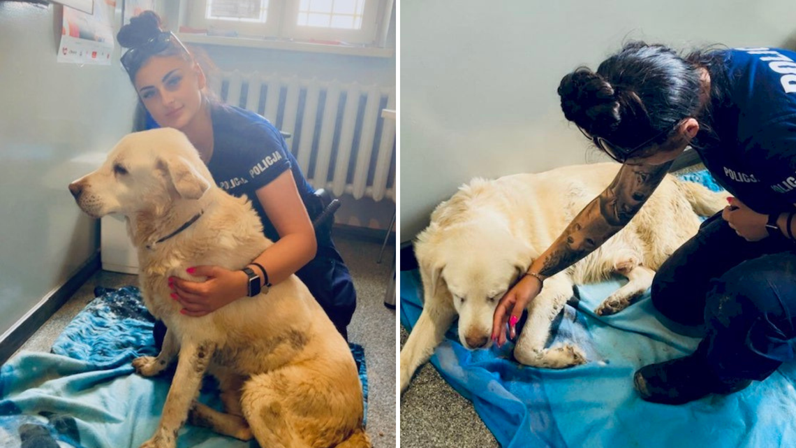 Policjantki z Potęgowa uratowały niewidomego labradora. Leżał w rowie przy torach