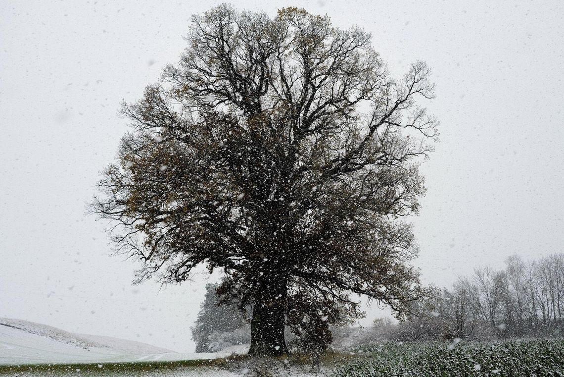 Pólnica przyniosła szczęście. 500-letni dąb Aleksander z Pomorza w finale konkursu na Drzewo Roku w Polsce! drzewo
