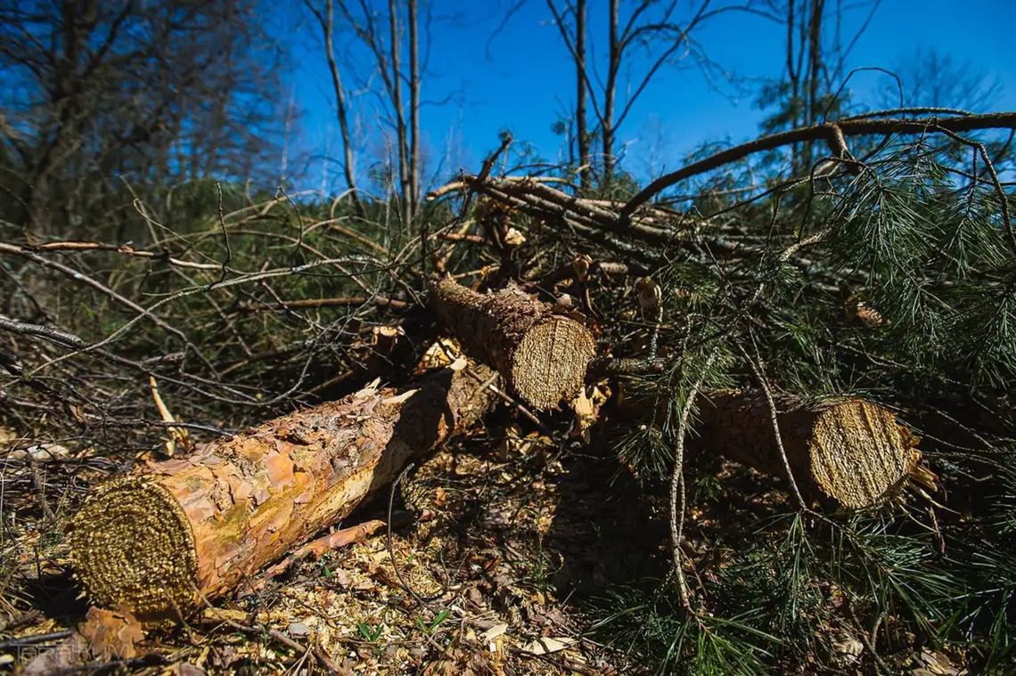 Pomorscy leśnicy zamierzają odzyskać ważny certyfikat, z którego zrezygnował Obajtek