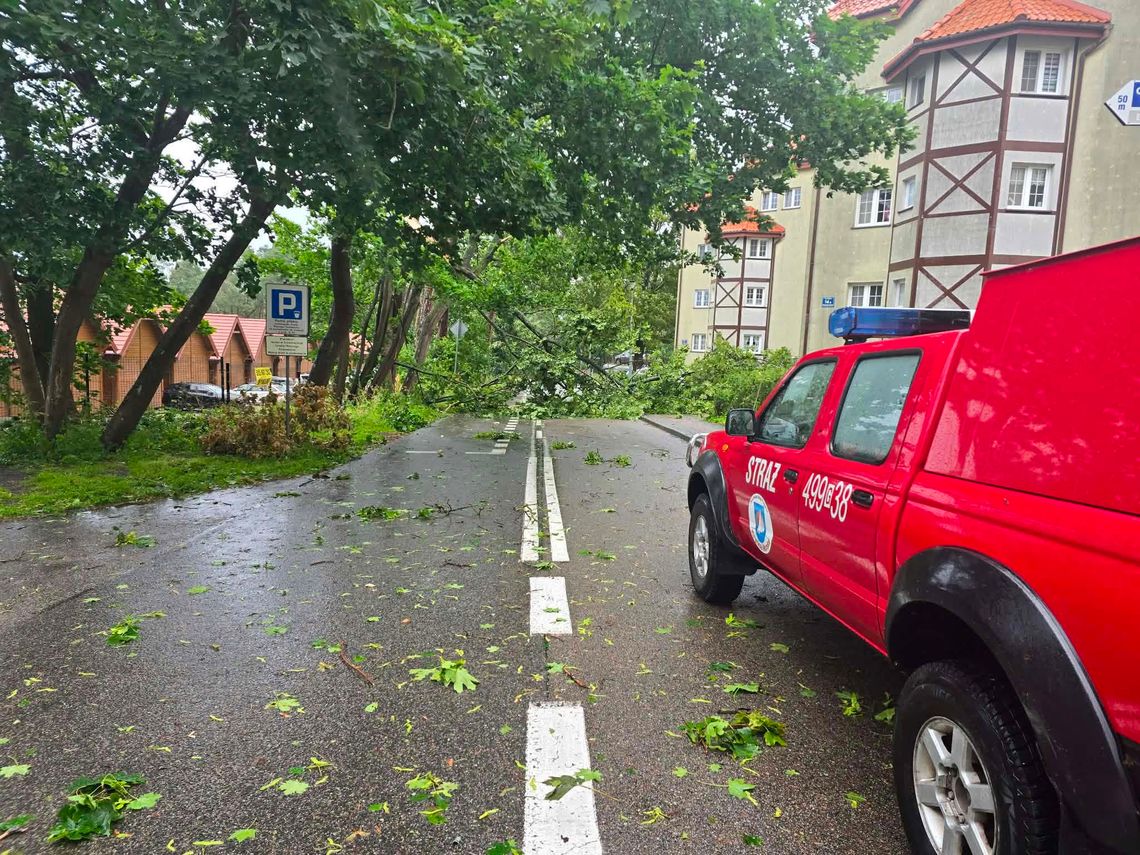 Pomorze pod wpływem niżu Bernadette. Silny wiatr i ewakuowane obozy harcerskie powalone drzewo, Krynica Morska