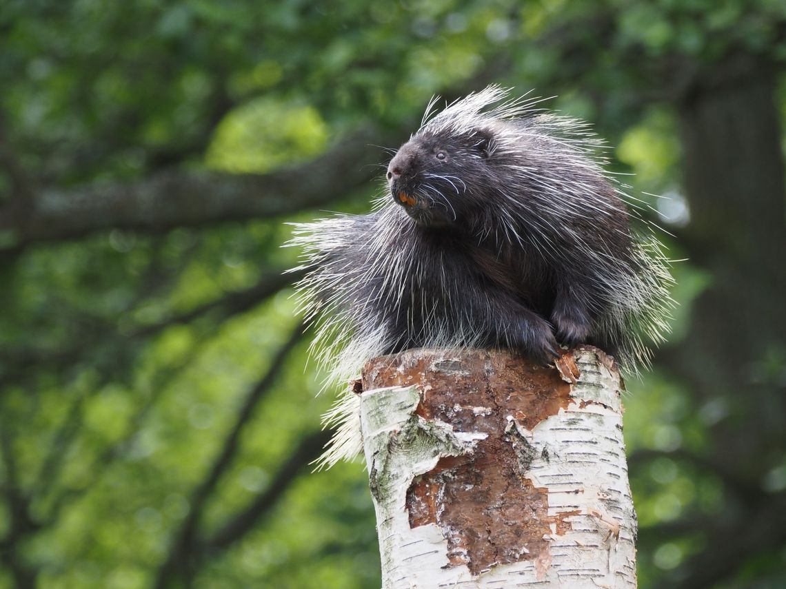 Pomóż zwierzętom w gdańskim zoo. Trwa zbiórka żołędzi i orzechów Pomóż zwierzętom w gdańskim zoo. Trwa zbiórka żołędzi i orzechów