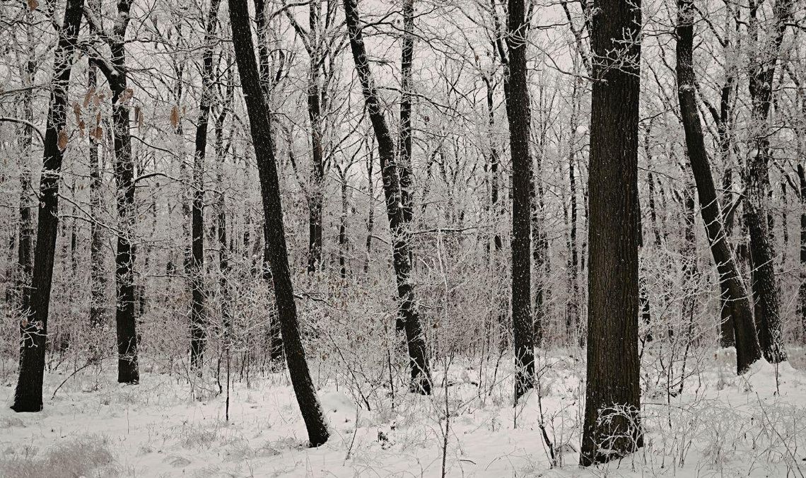 las zima, zdjęcie ilustracyjne