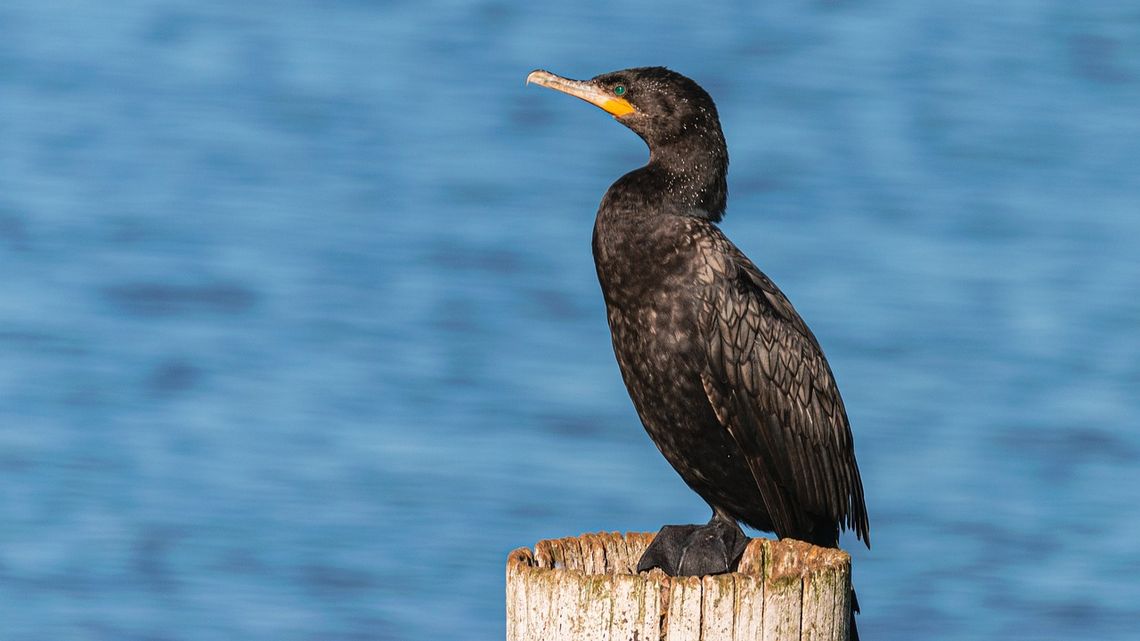 Kormoran