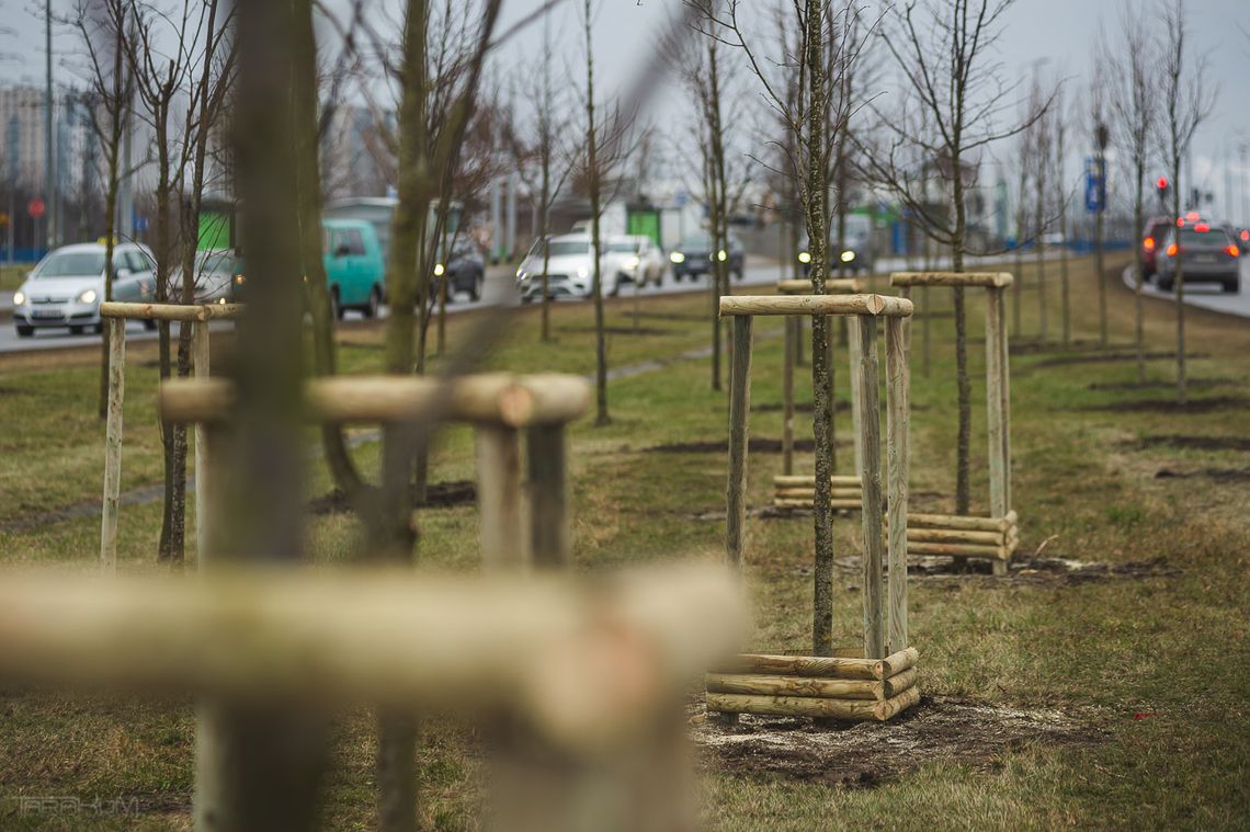 Powstanie Gdańska Karta dla drzew. Prace już trwają