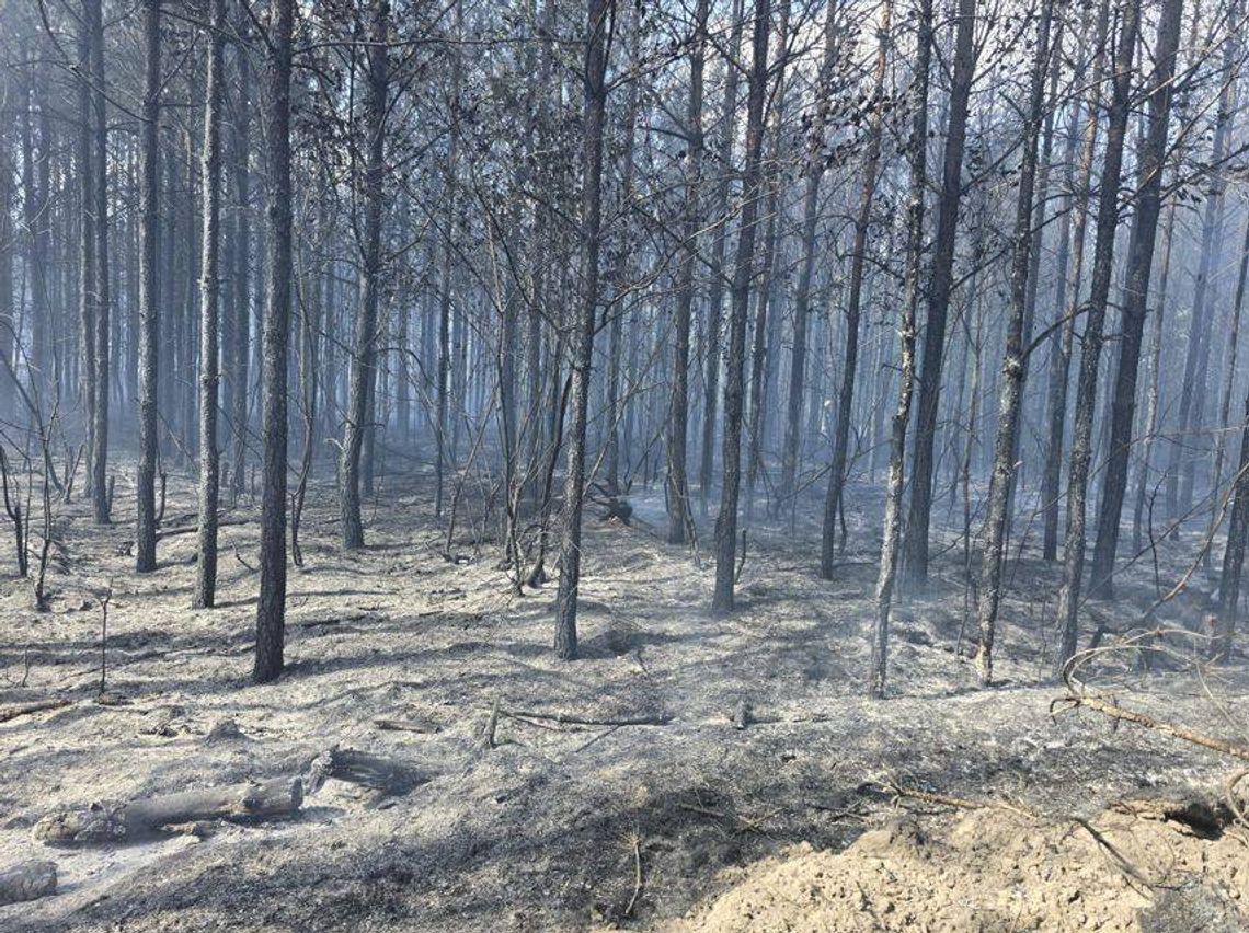 Pożar lasu w powiecie chojnickim! 33 zastępy straży pożarnej walczą z ogniem pożar lasu, powiat chojnicki