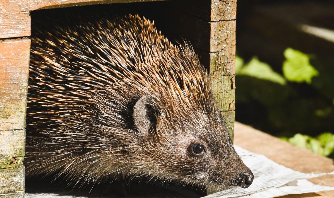 jeż, zdjęcie ilustracyjne