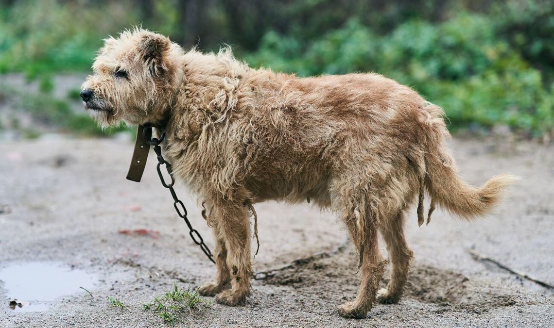 Prezydent zawetował ustawę łańcuchową. Animalsi: Psy nadal będą cierpieć
