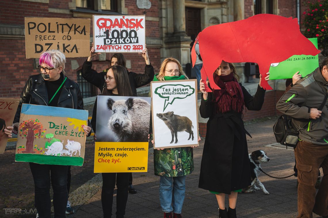 protest w obronie dzików, Gdańsk 2024