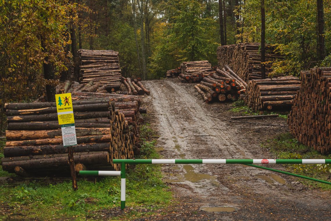Przed nami wielkie sprzątanie polskich lasów? Szansa na sejmową większość dla przyrody